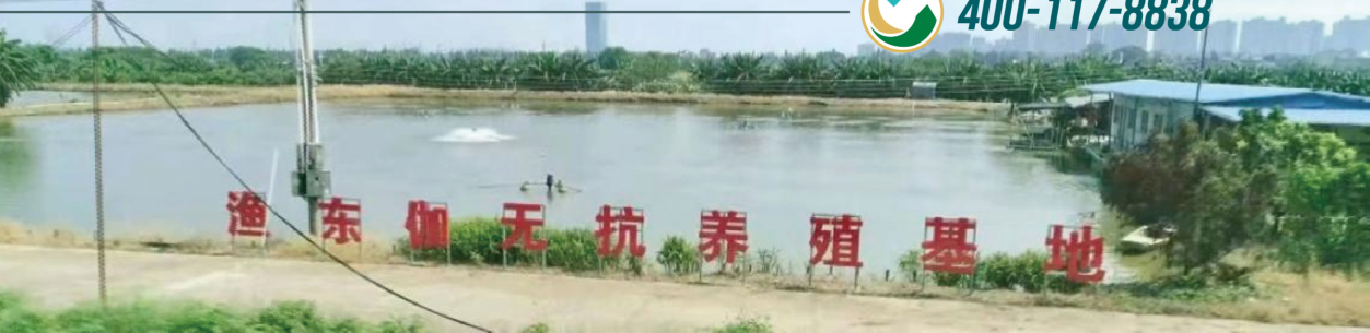 渔东伽无抗养殖基地